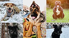 Lednové umíst�ní v anket� Nejroztomilej�í mazlí�ek je rozdáno.