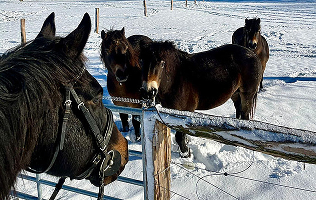 Stádo divokých koní, které má na míst bývalé obce títary v Krásné na Asku...