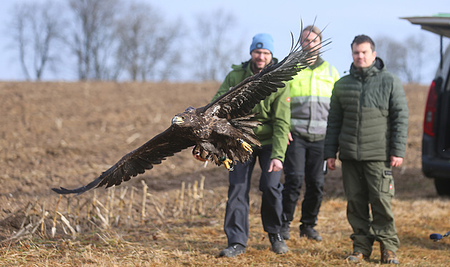 Ochránci pírody vypustili zachránného orla moského u Horní Cerekve na...
