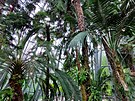 Palmový skleník je píjemnou odpoinkovou oázou.