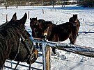 Stdo divokch kon, kter m na mst bval obce ttary v Krsn na Asku...