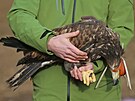 Ochránci pírody vypustili zachránného orla moského u Horní Cerekve na...