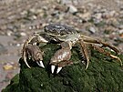 Invazivní krab íní (Eriocheir sinensis)