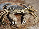 Invazivní krab íní (Eriocheir sinensis)