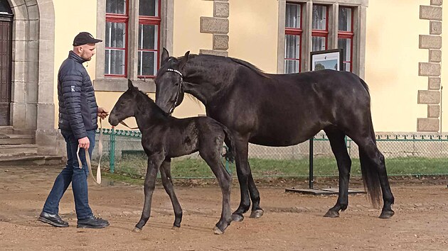 Prvn�m h��b�tem je klisni�ka Pariota, vranka bez odznak� se cen�. (4. �nora 2024)