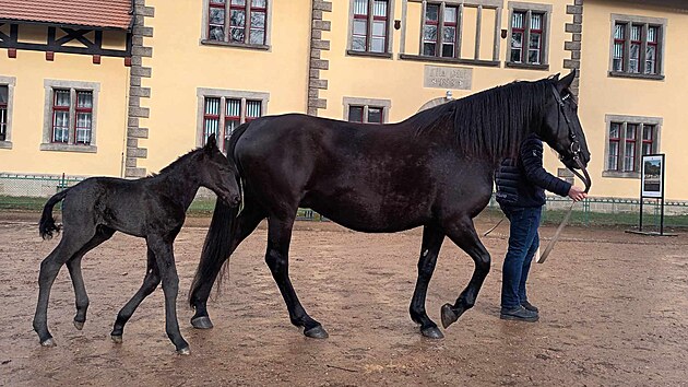 Prvn�m h��b�tem je klisni�ka Pariota, vranka bez odznak� se cen�. (4. �nora 2024)