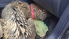 �ty�letého Bennyho n�kdo v Libin� na �umpersku post�elil a pak zahrabal do...