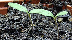 Teplo, voda, sv�tlo a vysoká vzdu�ná vlhkost jsou základními podmínkami pro...