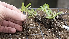 Mladé rostlinky je pot�eba p�epikýrovat, aby m�ly prostor a mohly se zdárn�...