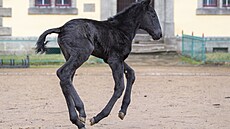 Prvním híbtem je klisnika Pariota, vranka bez odznak se cení. (4. února...