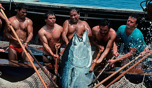 OBRAZEM: Starodávný souboj s tuňákem. Podívejte se na mattanzu