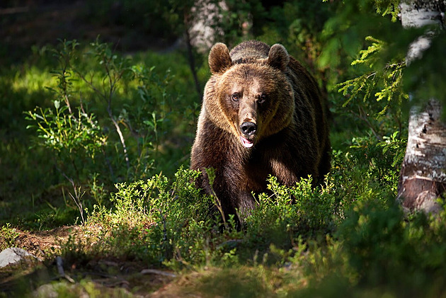 Do dělníka na Slovensku narazil medvěd. Muži zlomil žebra a poranil páteř