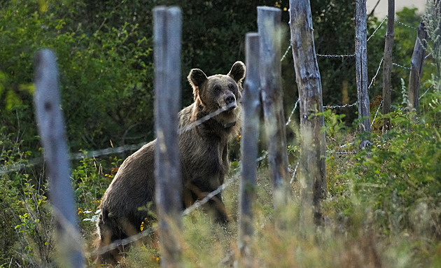 Dvojici na Slovensku pronásledoval medvěd. Policie našla mrtvou ženu