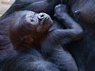 Gorilí samika narozená 2. ledna 2024 dostala jméno Mobi, které z deseti návrh...