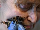 Barbara Gorecká ukazuje jednoho ze svých netopýr. (1. února 2024)