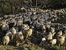 Ovce v rumunské Nucoae (28. dubna 2023)