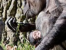 Ml�d� �impanze �ego v plze�sk� zoo. Vz�cn� same�ek se narodil 28. prosince....