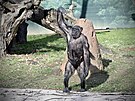 Mld impanze ego v plzesk zoo. Vzcn sameek se narodil 28. prosince....