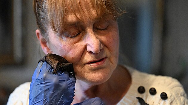 Štětínská důchodkyně proměnila svůj byt v azyl netopýrů. Barbara Górecká, které nikdo neřekne jinak než „batmom“, neboli „netopýří máma“, podle svých slov zachránila už na 1 600 létajících savců. (1. února 2024)