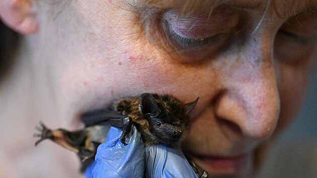 Barbara Gorecká ukazuje jednoho ze svých netopýrů. (1. února 2024)