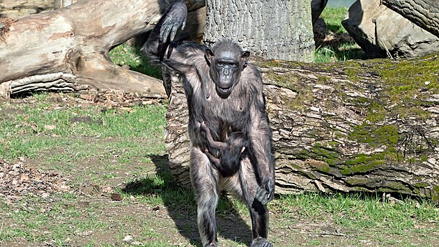 Mld impanze ego v plzesk zoo. Vzcn sameek se narodil 28. prosince. (13. nora 2024)