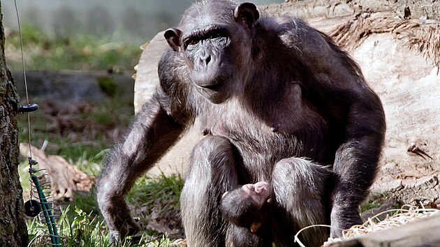 Mld impanze ego v plzesk zoo. Vzcn sameek se narodil 28. prosince. (13. nora 2024)