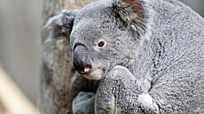 Koala Oobi-Ooobi se stala symbolem tipování na výsledky mistrovství sv�ta ve...