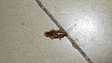 Inspekto�i na�li v restauraci �ivé i mrtvé �váby.