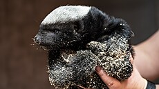 Mlád� medojeda kapského se v Safari parku ve Dvo�e Králové narodilo 22....