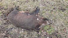 idika lamborghini srazila na eskokrumlovsku divoké prase (10. února 2024).
