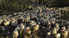 Ovce v rumunské Nucoae (28. dubna 2023)
