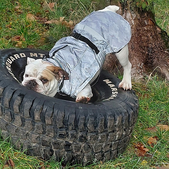 Fenka si ráda hraje s pneumatikami