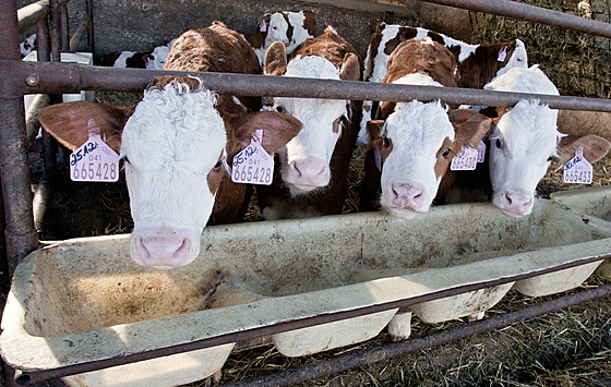 ilustra�ní snímek