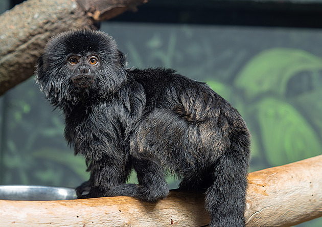 Nová tamaríní sami�ka v olomoucké zoo.