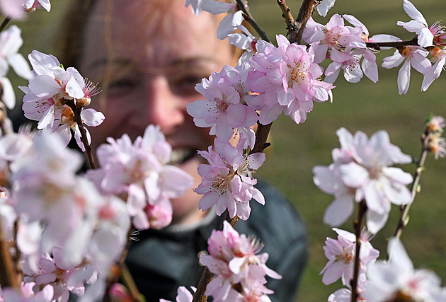 Mandloně už kvetou. Hustopeče lákají na sněhobílé sady a víkendové slavnosti
