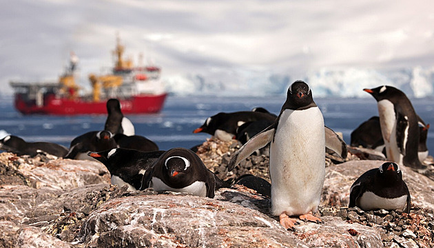 Hledá se dobrodruh na sčítání tučňáků. Organizace inzeruje práci v Antarktidě