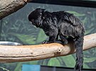 Nov� tamar�n� sami�ka v olomouck� zoo.