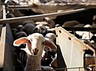 Ovce na farm v Nikósii
