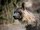 Hyena �abrakov� v Safari Parku ve Dvo�e Kr�lov� nad Labem
