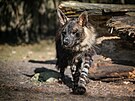 Hyena �abrakov� v Safari Parku ve Dvo�e Kr�lov� nad Labem