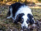 tn border kolie vyplail v nedli 18. nora nzk pelet sthaek, a tak...