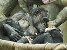 Samice �impanze se sv�mi ml��aty v ostravsk� zoo
