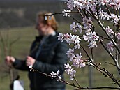 V arboretu u mandloňových sadů v Hustopečích na Břeclavsku kvetou mandloně o...