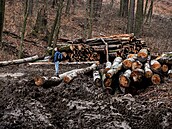 Kácení ve Ždánickém lese (28. února 2024)
