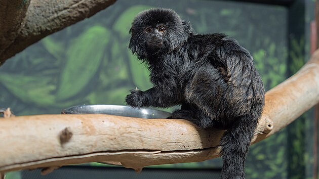 Nov� tamar�n� sami�ka v olomouck� zoo.