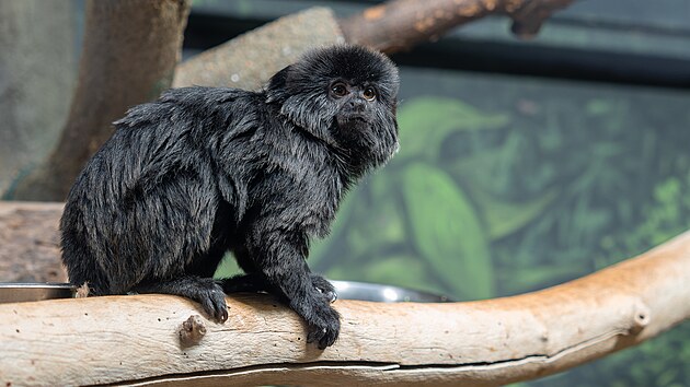 Nov� tamar�n� sami�ka v olomouck� zoo.
