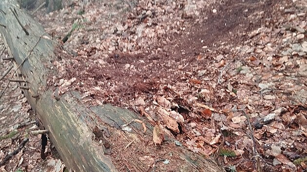 Bike�i si v CHKO Blansk� les za�ali d�lat sjezdovou tra�.