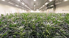 Kvetoucí rostliny konopí ve skleníku spolenosti Aurora Deutschland GmbH v...