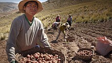 Brambory jsou s Andami spojené. Studie nyní dokázala, e jídelníek jejich...