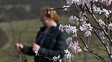 V arboretu u mandloňových sadů v Hustopečích na Břeclavsku kvetou mandloně o...